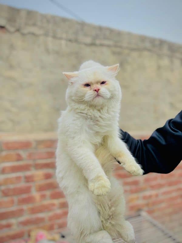 persian cat male with toys and bath tub 4