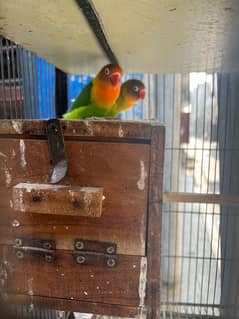 2 pairs fishal parrots and 1 cage