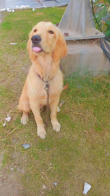 imported Golden retriever puppies available for sale 0