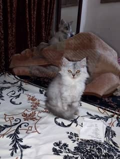 pair of kitten triple coated healthy and play full litter train