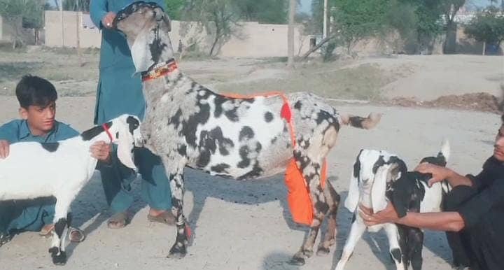 Desi Bakri Our 3 Bacchon Ka Sath Urgent For Sale Call me ,03282741027 1