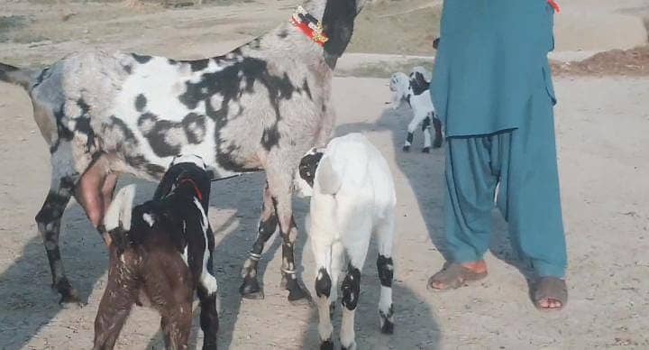 Desi Bakri Our 3 Bacchon Ka Sath Urgent For Sale Call me ,03282741027 3