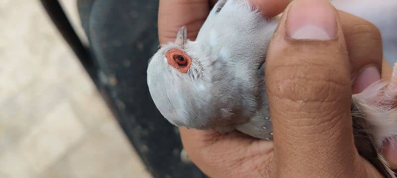 actual silver pied dove 0