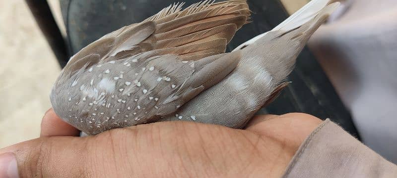 actual silver pied dove 1