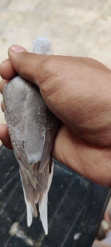 actual silver pied dove 2