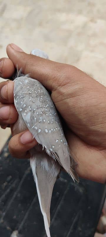 actual silver pied dove 3