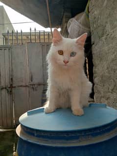 Persian male cat