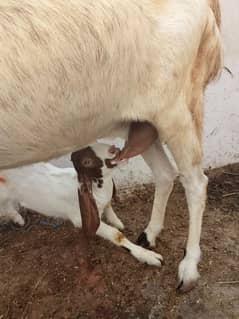 fresh bakri ka doodh