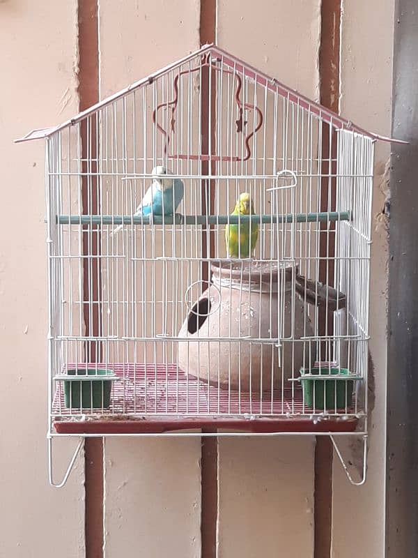 urgent sale pair with cage 0