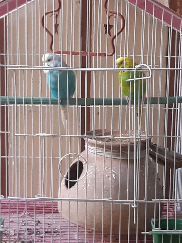 urgent sale pair with cage 3