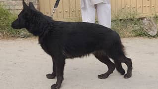 Black German shepherd female