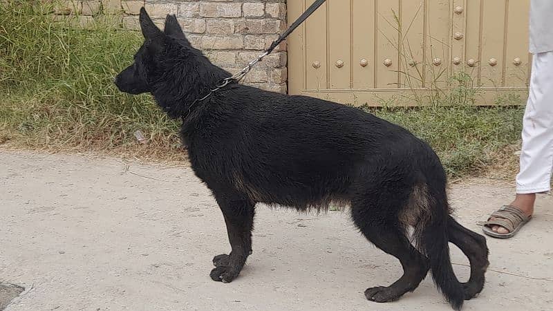 Black German shepherd female 2