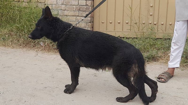 Black German shepherd female 3