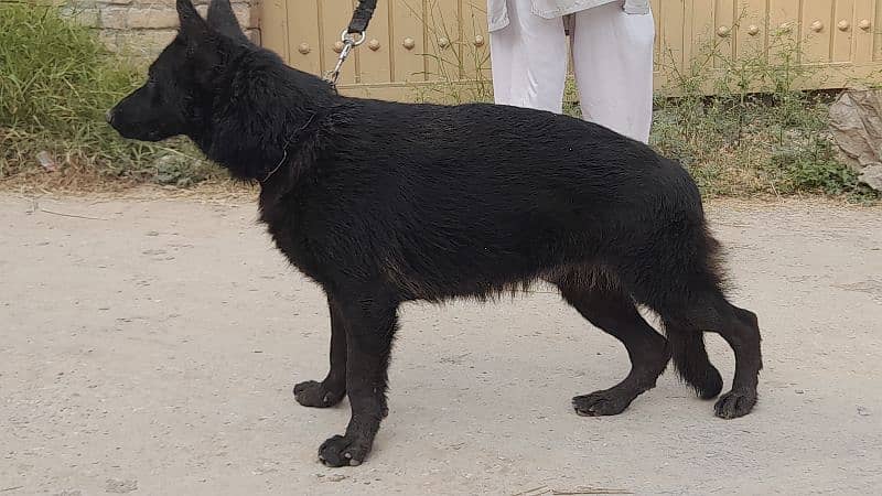 Black German shepherd female 4