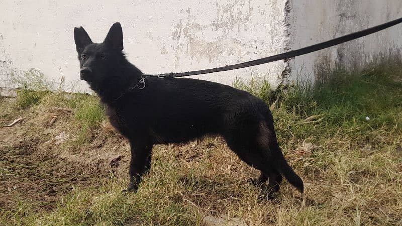 Black German shepherd female 5