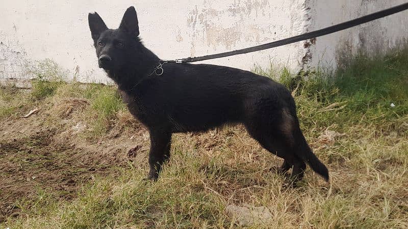 Black German shepherd female 6