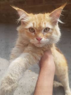 triple coat/persian cat male/ginger color