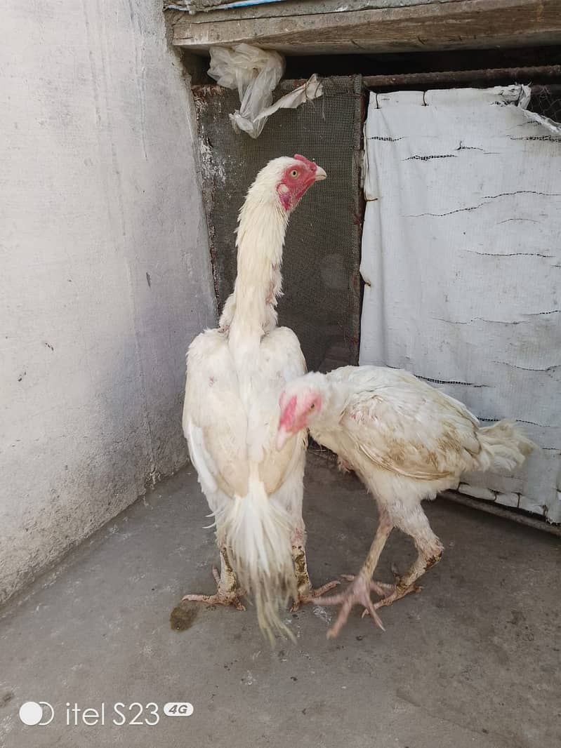 aseel heera pair for sale 3