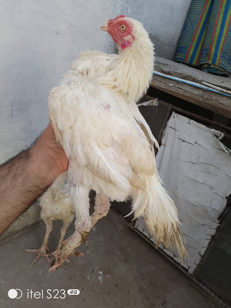 aseel heera pair for sale 5