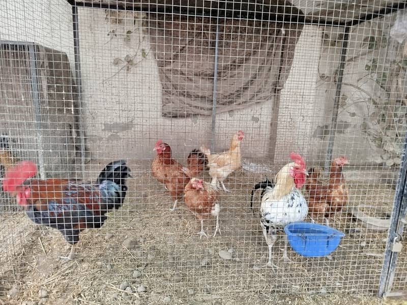 Desi Hens 2