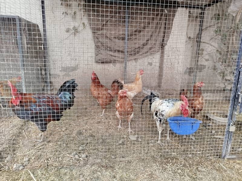 Desi Hens 3