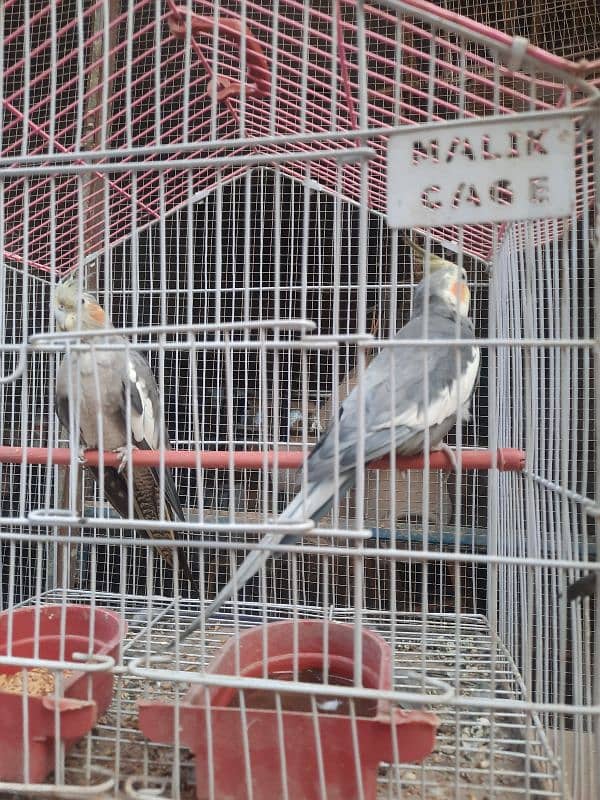 cocktail breeder pair for sale 6