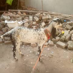 Black cheeni female for sale age 9 month