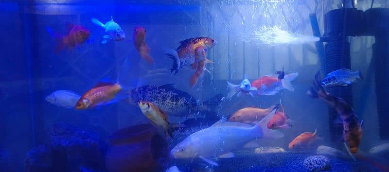 big koi and shabagan fishes 1