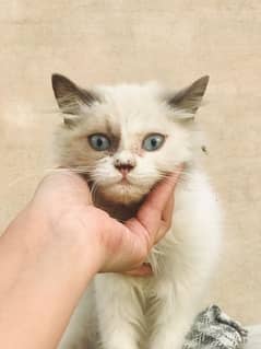 Persion Cat Urgent Sale