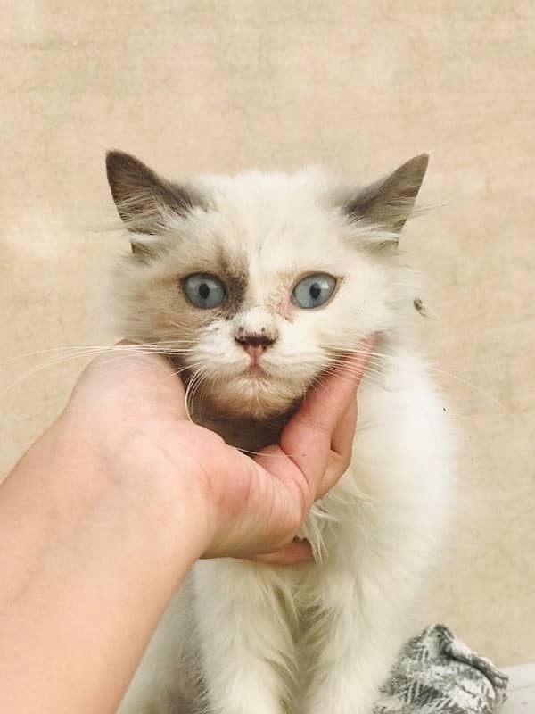 Persion Cat Urgent Sale 0