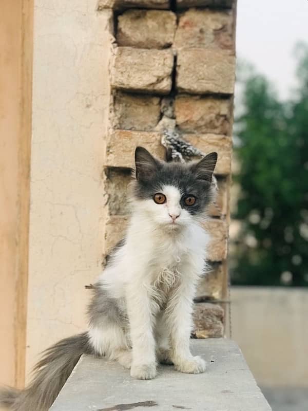 Persion Cat Urgent Sale 1