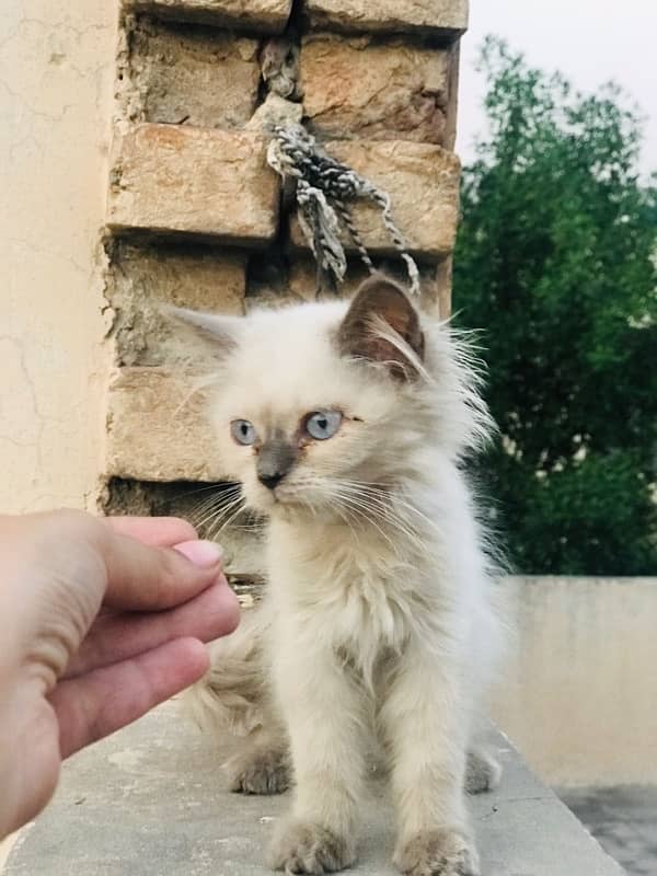 Persion Cat Urgent Sale 3