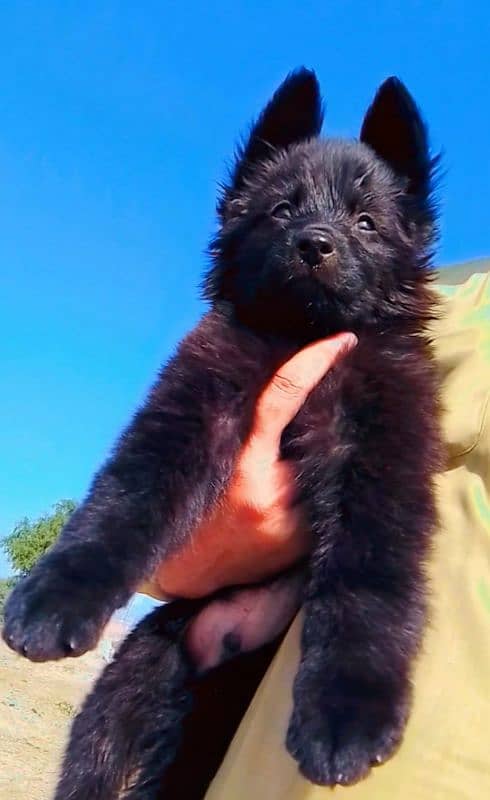 German Shepherd male long coat do mahine for sale 1