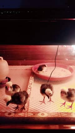 black polish chicks f1 breed