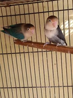 split pf ,blue 2 pair, parblue pair breader available top quality