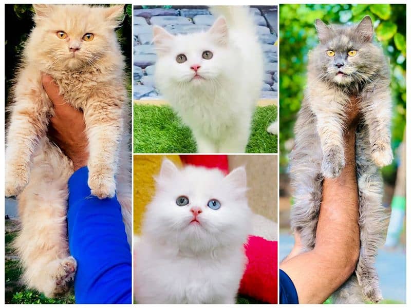 Persian hamalian british punch face piki face cat's and kitten's 0