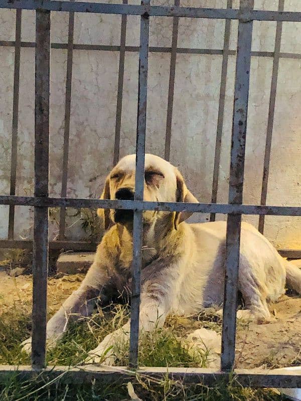 labrador for sale 2