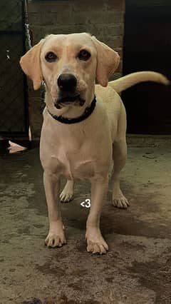 female Labrador