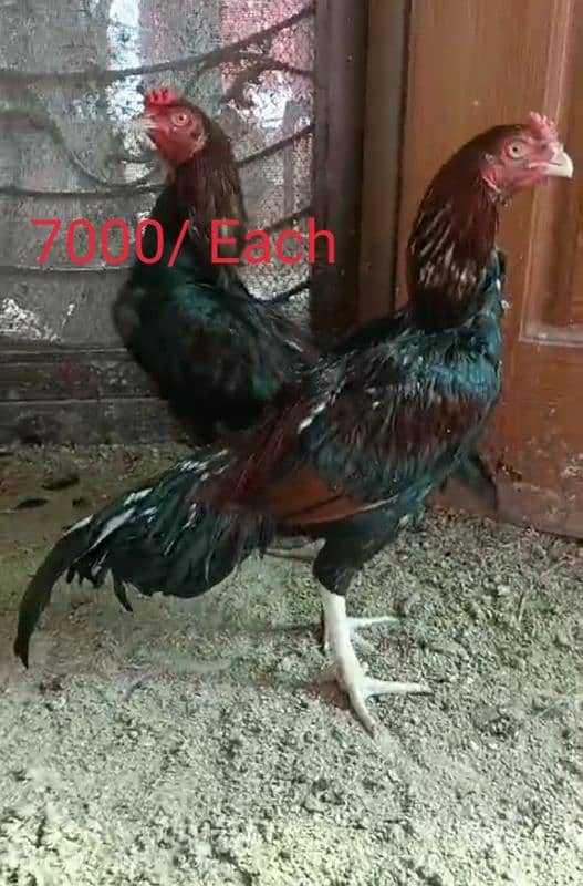 Parrot Beak Croos 03164921635/Wattsap03104876731 7