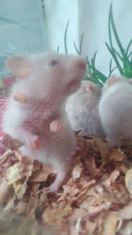 Hamster 2