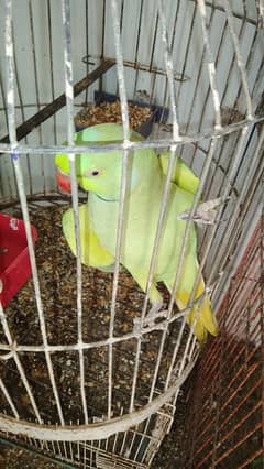 GREEN RINGNECK FACE TO FACE TALKING IN CAGE