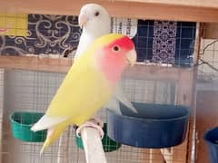 Lovebirds breeder pair for sale