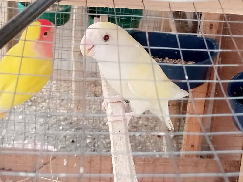 Lovebirds breeder pair for sale 1