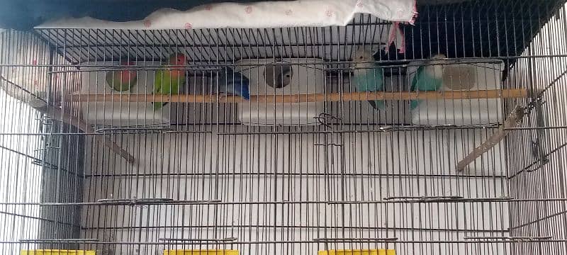 lovebirds 3 pairs and cage 0