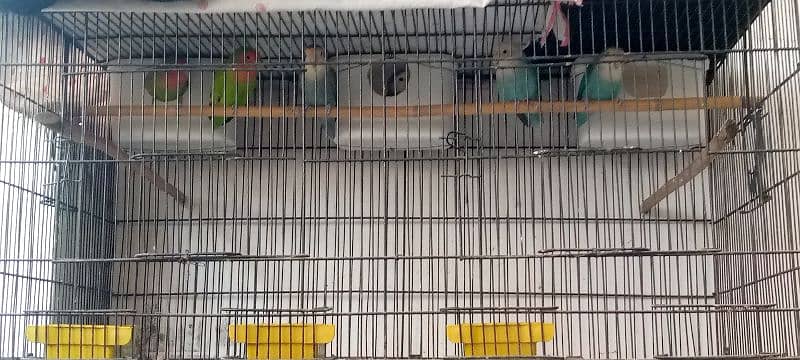 lovebirds 3 pairs and cage 1