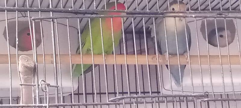 lovebirds 3 pairs and cage 2