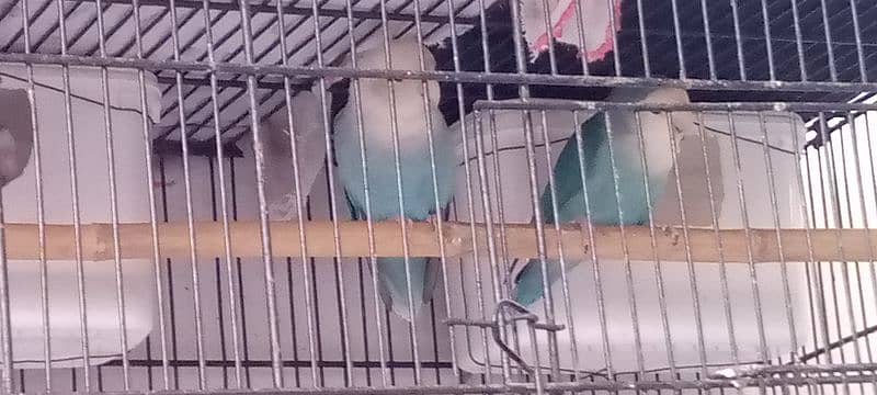 lovebirds 3 pairs and cage 3