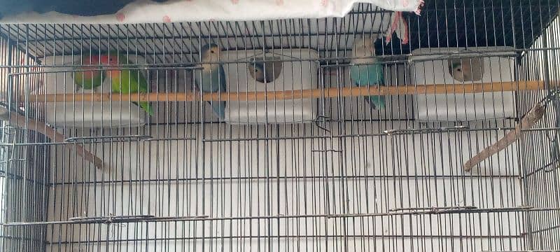 lovebirds 3 pairs and cage 4