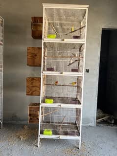 loveBird Setup For Sale (All Breeder Pair)