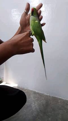 green ring neck male face to face